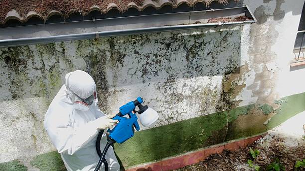 Top rated local Basement Mold Removal specialists in Maplewood, NJ